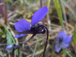 Viola tricolor ssp. tricolor