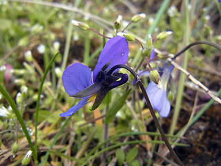 Viola tricolor ssp. tricolor