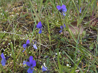 Viola tricolor ssp. tricolor