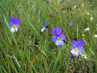 Viola tricolor ssp. tricolor