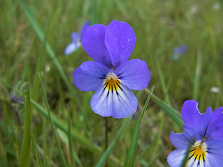 Viola tricolor ssp. tricolor