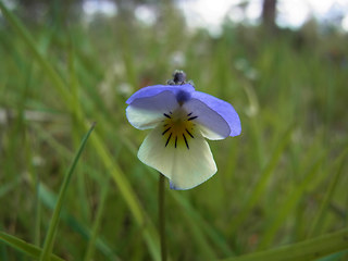 Viola tricolor ssp. tricolor