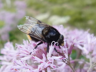 Volucella bombylans