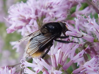 Volucella bombylans