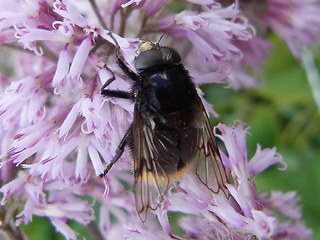 Volucella bombylans