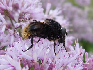 Volucella bombylans