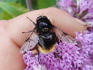 Volucella bombylans