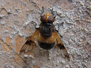 Volucella pellucens