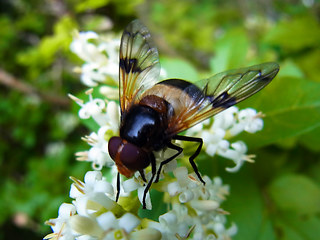 Volucella pellucens