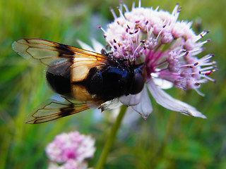 Volucella pellucens