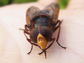 Volucella zonaria