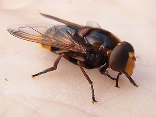 Volucella zonaria