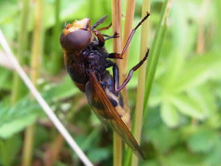 Volucella zonaria