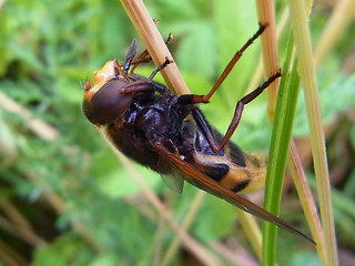 Volucella zonaria