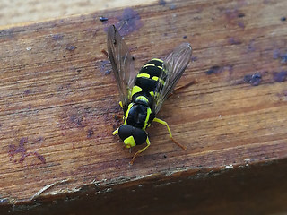 Xanthogramma pedissequum