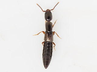 Xantholinus sp.