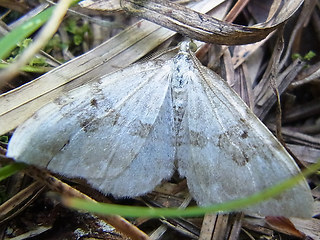 Xanthorhoe montanata