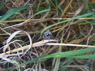 Xestia xanthographa