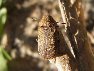 Xestobium rufovillosum