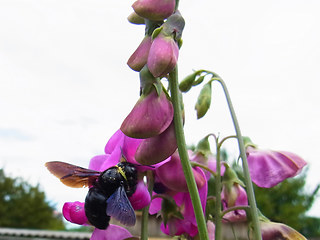 Xylocopa violacea