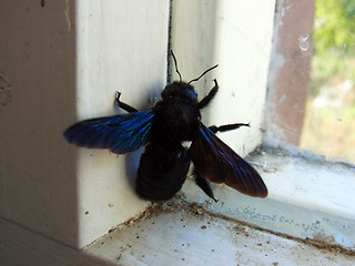 Xylocopa violacea