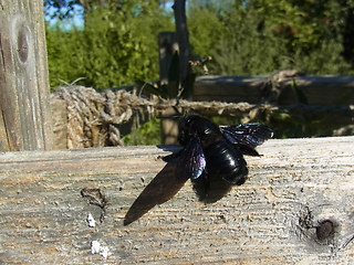 Xylocopa violacea