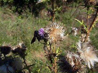 Xylocopa violacea