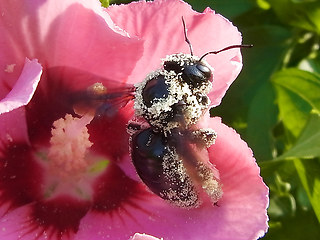 Xylocopa violacea