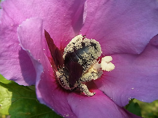 Xylocopa violacea