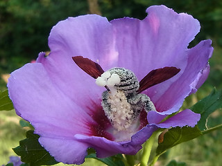 Xylocopa violacea
