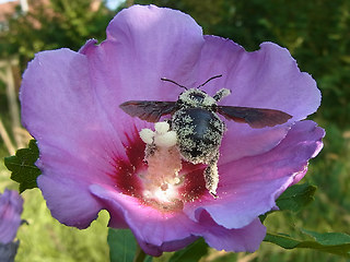 Xylocopa violacea