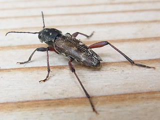 Xylotrechus rusticus