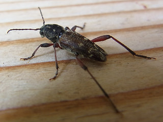 Xylotrechus rusticus