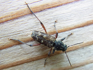 Xylotrechus rusticus