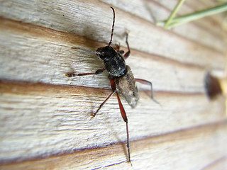 Xylotrechus rusticus