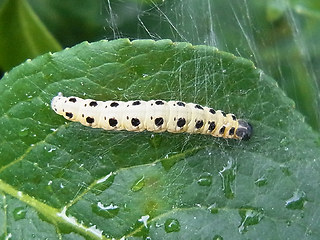 Yponomeuta sp.
