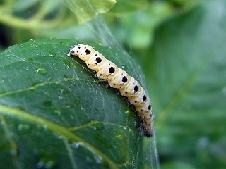 Yponomeuta sp.