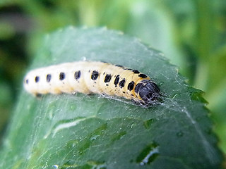 Yponomeuta sp.