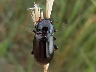 Zabrus tenebrioides