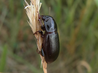 Zabrus tenebrioides