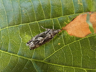 Zeiraphera isertana