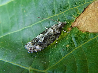 Zeiraphera isertana
