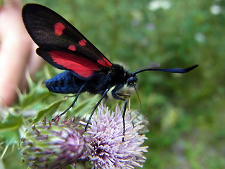 Zygaena filipendulae