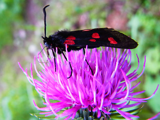 Zygaena filipendulae